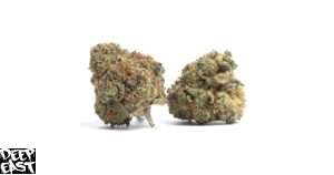 Super Lemon Haze strain